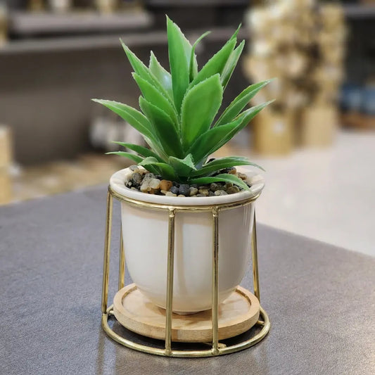 Classic Ring Frame Succulent