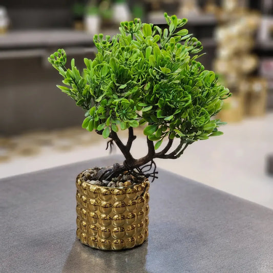Golden Bonsai Accent Plant
